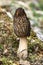 Morchella, the true morels grows in forest. Edible mushrooms closely related to anatomically simpler cup fungi. Gourmet cooks