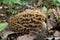 Morchella vulgaris mushroom in the leaves.