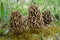 Morchella vulgaris mushroom in the moss.