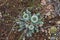 Mordovnik is spherical on stony soil. Echinops sphaerocephalus with green leaves and fluffy bud. Desert plants in steppe