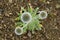 Mordovnik is spherical on stony soil. Echinops sphaerocephalus with green leaves and fluffy bud. Desert plants in steppe