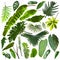 More beautiful exotic tropical leaves, isolated