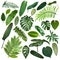 More beautiful exotic tropical leaves, isolated