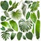 More beautiful exotic tropical leaves, isolated