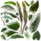 More beautiful exotic tropical leaves, isolated