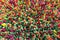 More colorful Celosia
