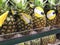 More Fresh pineapples lie on a shelf on supermarket shelf with labels