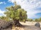 More than 1600 years old wild olive tree