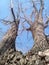 More than a century old powerful tree. A willow that looks like a dragon. Thick trunks and leafless branches against the sky