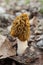 Morel Morchella mushroom on the ground