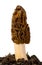 Morel mushroom