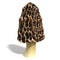 Morel Mushroom