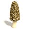 Morel Mushroom