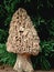 Morel Mushroom