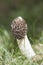 Morel mushroom