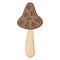 Morel mushroom. Edible Organic mushrooms. Truffle brown cap. Forest wild mushrooms types