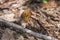 Morel mushroom in the fallen leaves