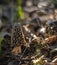 Morel mushroom in a forest with soft sunlight and shallow depth of field