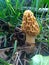 Morel Mushroom Growing in Grassy Patch