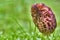 Morel Mushroom Growing in Grassy Patch. color