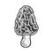 Morel mushroom line art sketch vector illustration