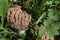 Morel mushroom, Morchella