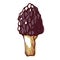 Morel mushroom, morchella, edible sac fungi icon