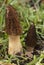 Morel Mushroom. Morchella esculenta