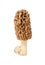 Morel mushroom on white background