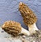 Morel Mushrooms