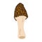 Morel mushrooms. Hand drawn trendy flat style. Vegetarian food