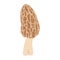 Morel mushrooms. Hand drawn trendy flat style. Vegetarian food