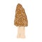 Morel mushrooms. Hand drawn trendy flat style. Vegetarian food