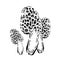Morel mushrooms. Hand drawn vintage vector illustration on white background