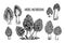 Morel mushrooms Vector