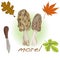morel, yellow morel, true morel and sponge morel - edible mushrooms