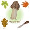 morel, yellow morel, true morel and sponge morel - edible mushrooms