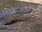 Morelet`s Crocodile, Crocodylus moreletii, inhabits the forest rivers of Central America, Guatemala