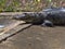 Morelet`s Crocodile, Crocodylus moreletii, inhabits the forest rivers of Central America, Guatemala