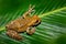 Moreletl`s Tree Frog, Agalychnis moreletii, in the nature habitat, night image. Frog with big green leave, back light. Animal in t