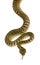 Morelia spilota variegata, a subspecies of python