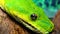 Morelia viridis, commonly known as the green tree python