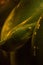 Morelia viridis ( Green tree python )