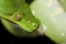 Morelia viridis phyton snake
