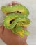 Morelia viridis snake biak type