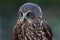 Morepork owl closeup of head with large eyes