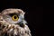 Morepork portrait