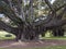 Moreton Bay Fig