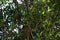 Moreton bay fig, Ficus macrophylla, 3.