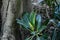 Moreton bay fig, Ficus macrophylla, 7.